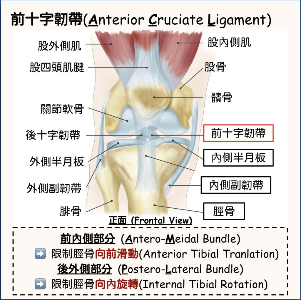More Than Physio 飛躍物理治療綜合專科中心– 前十字韌帶受傷